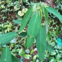 Codariocalyx motorius (Houtt.) H.Ohashi